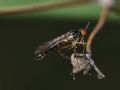 Lundstroemiella sphenoptera